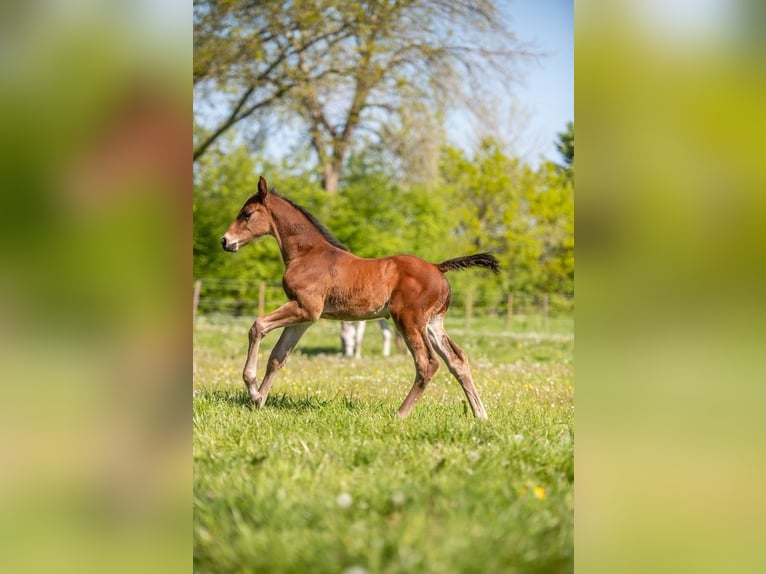 Holstein Stallion Foal (04/2025) Brown in Aukrug