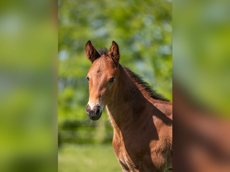 Holstein Stallion Foal (04/2025) Brown in Aukrug