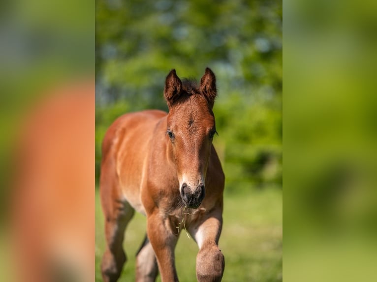 Holstein Stallion Foal (04/2025) Brown in Aukrug