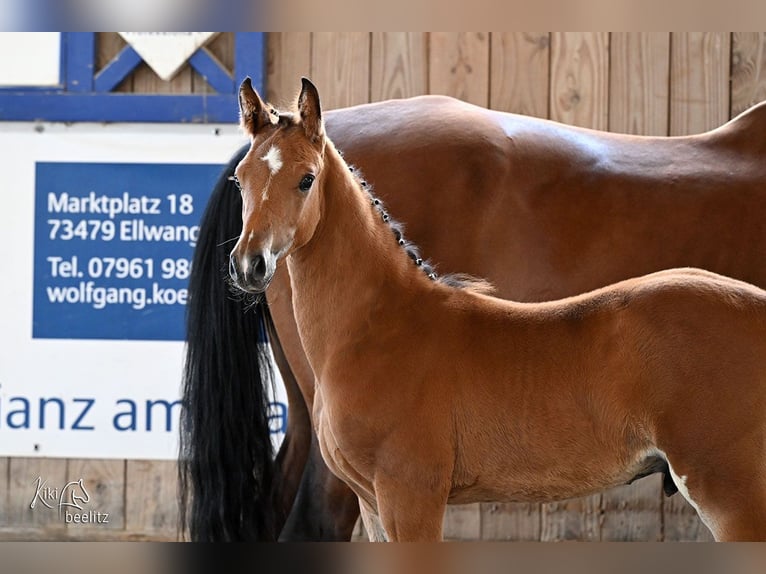 Holstein Stallion Foal (05/2025) Brown in Bad Boll