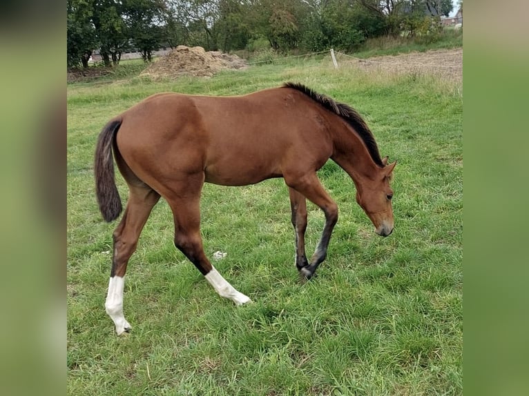 Holstein Stallion Foal (03/2025) Brown in Behrendorf
