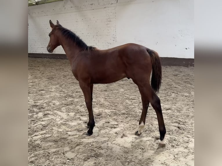 Holstein Stallion  Brown in Bonn