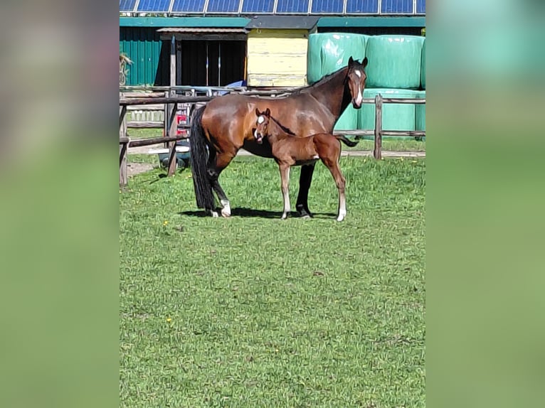 Holstein Stallion  Brown in Brande-H&#xF6;rnerkirchen