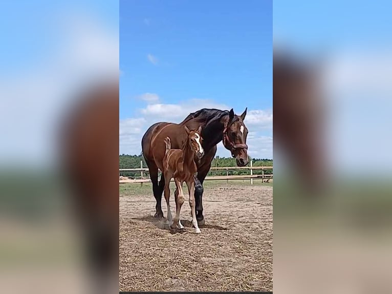 Holstein Stallion  Brown in Danowiec