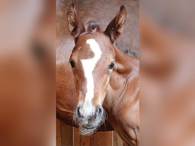 Holstein Stallion  Brown in Danowiec