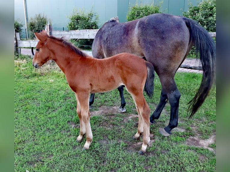 Holstein Stallion Foal (04/2024) Brown in Arnstein OT Welbsleben