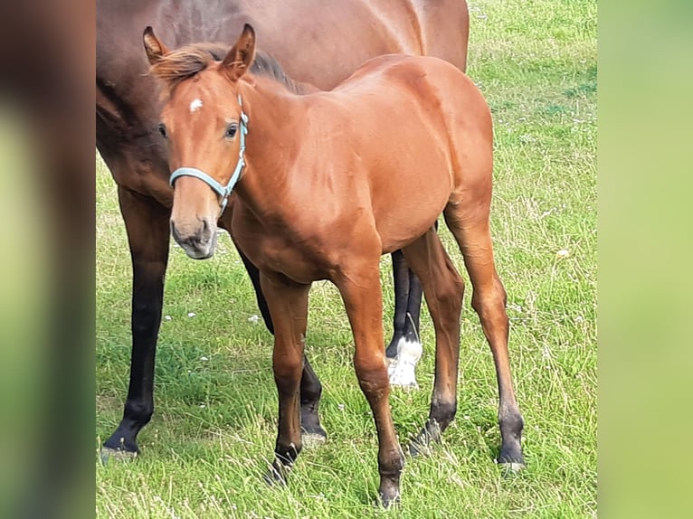 Holstein Stallion Foal (04/2024) Brown in Arnstein OT Welbsleben