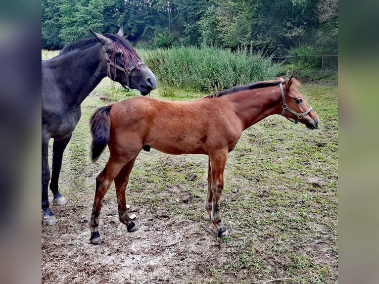 Holstein Stallion Foal (04/2024) Brown in Arnstein OT Welbsleben