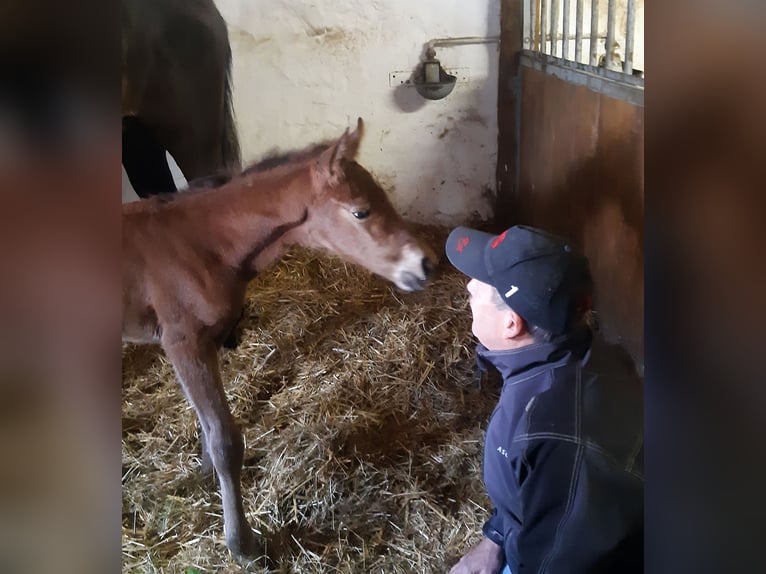 Holstein Stallion Foal (04/2024) Brown in Arnstein OT Welbsleben