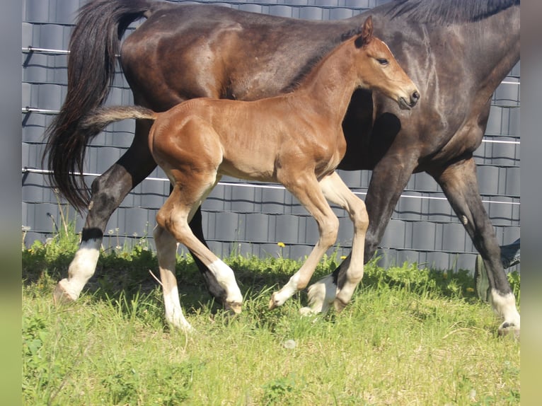 Holstein Stallion Foal (05/2026) Brown in Heiligengrabe