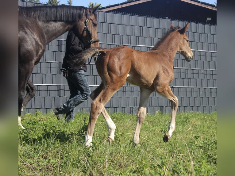 Holstein Stallion Foal (05/2026) Brown in Heiligengrabe