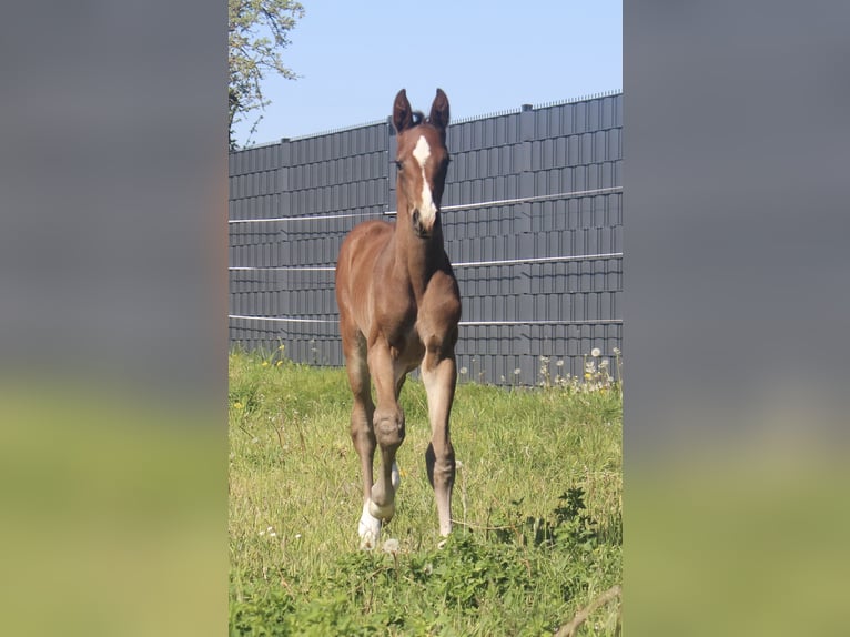 Holstein Stallion Foal (04/2026) Brown in Heiligengrabe