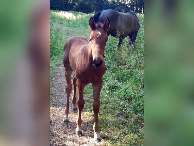 Holstein Stallion  Brown in Welbsleben