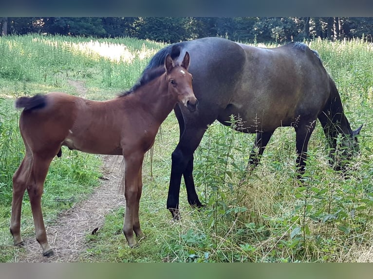Holstein Stallion  Brown in Welbsleben