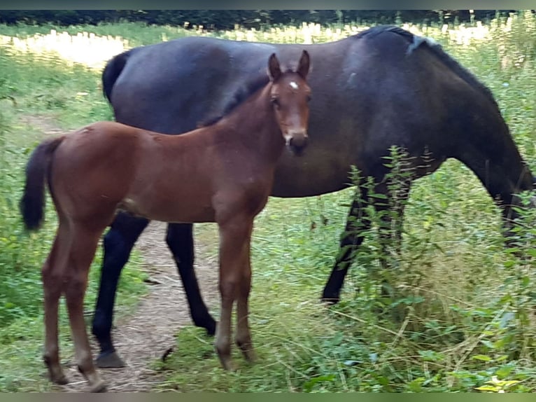 Holstein Stallion  Brown in Welbsleben