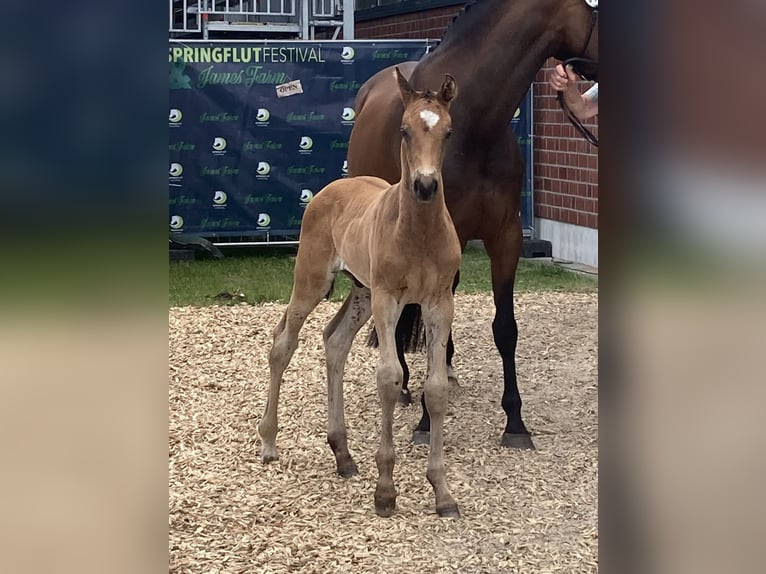 Holstein Stallion Foal (05/2026) Brown in Tetenhusen
