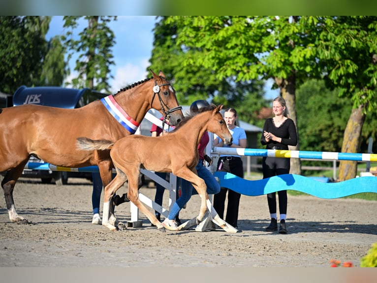 Holstein Stallion Foal (05/2026) Brown in Breitenberg