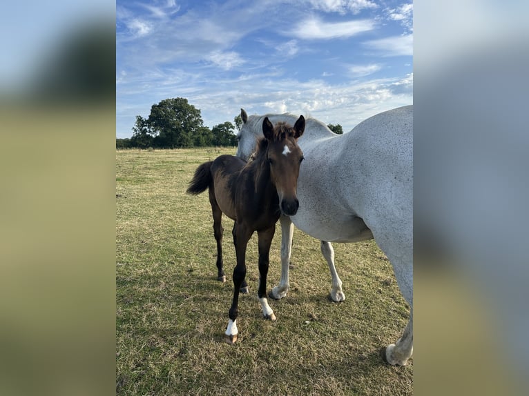 Holstein Stallion Foal (04/2026) Brown in Alveslohe