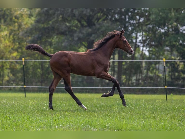 Holstein Stallion  Brown in Horst