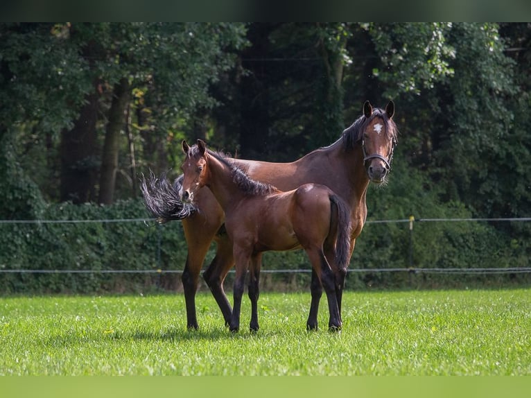 Holstein Stallion  Brown in Horst