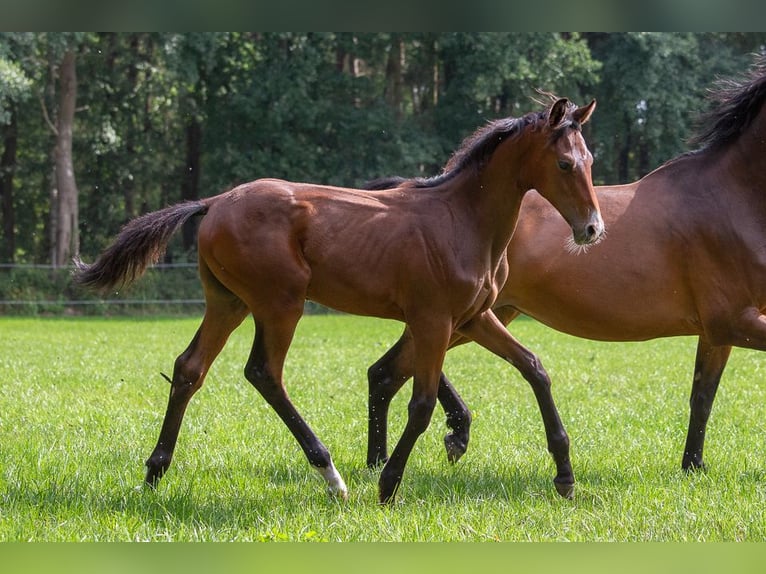 Holstein Stallion  Brown in Horst