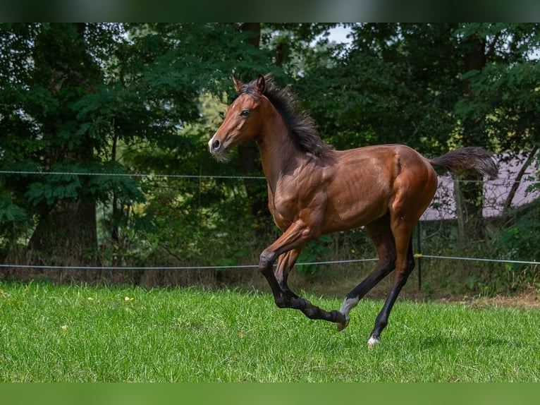 Holstein Stallion  Brown in Horst