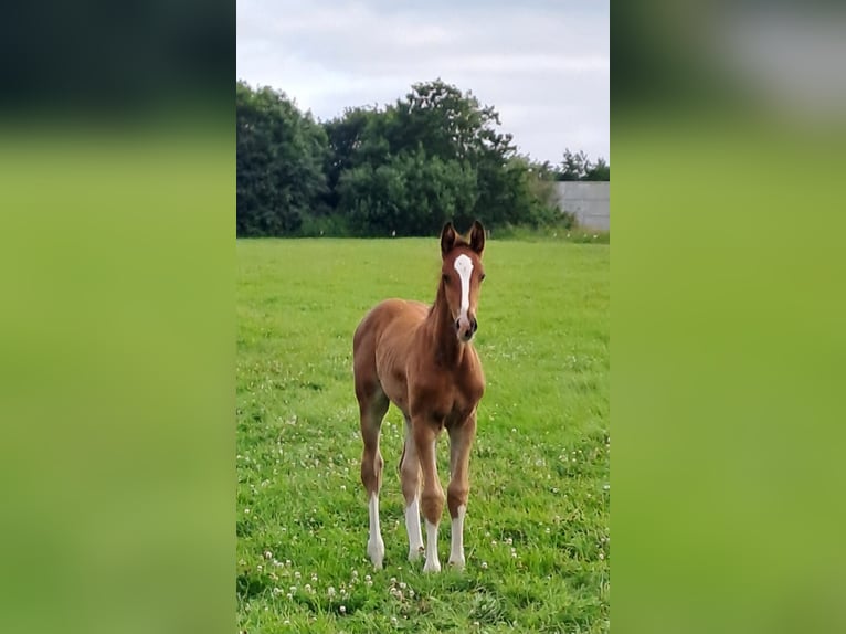 Holstein Stallion Foal (05/2026) Brown in Struckum