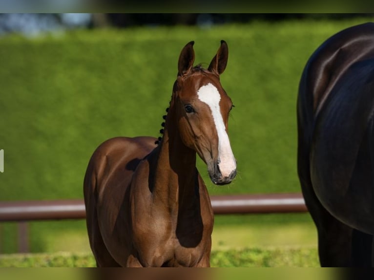 Holstein Stallion  Brown in Eelde