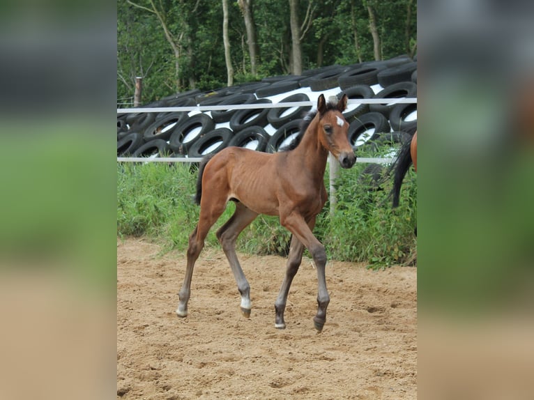 Holstein Stallion Foal (05/2024) Brown in Ellhöft