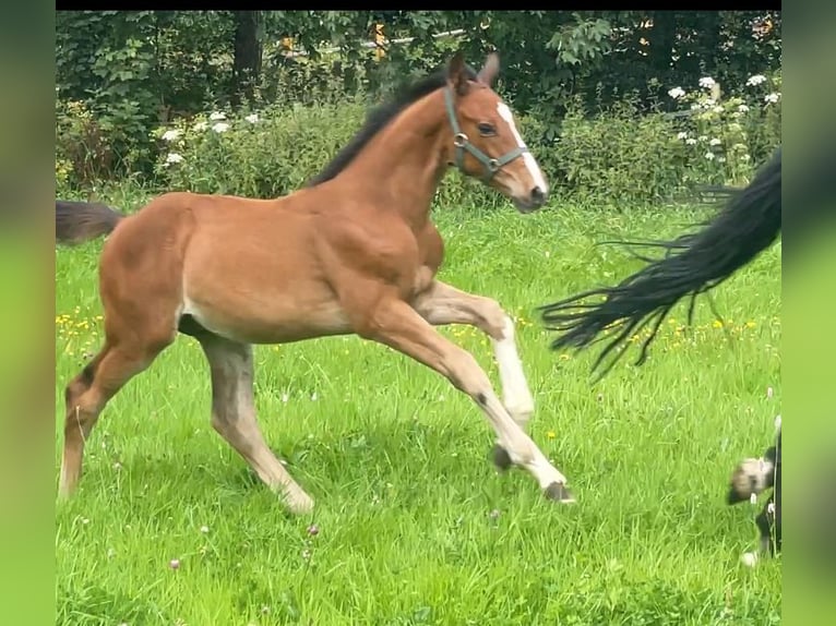 Holstein Stallion  Brown in Erndtebrück