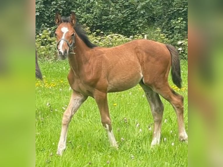 Holstein Stallion  Brown in Erndtebrück