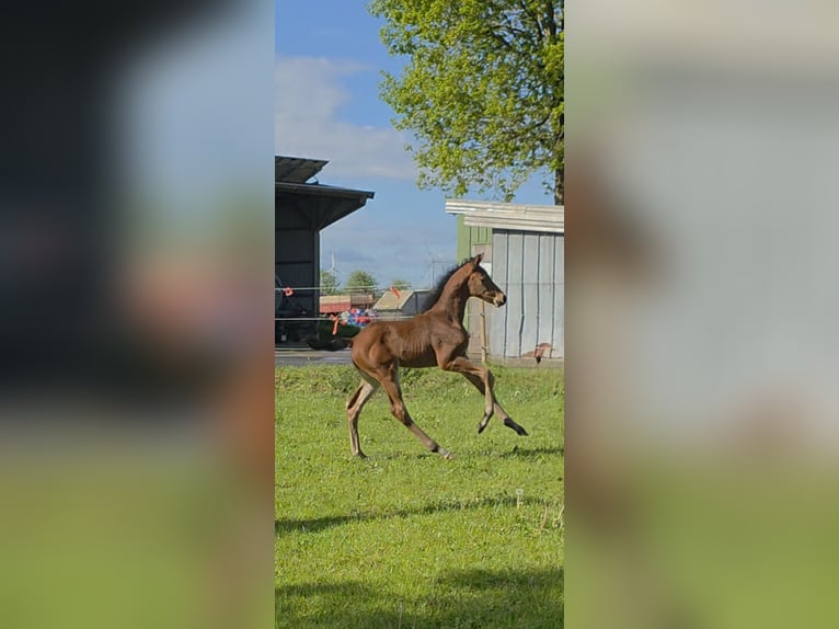 Holstein Stallion Foal (05/2026) Brown in Löwenstedt