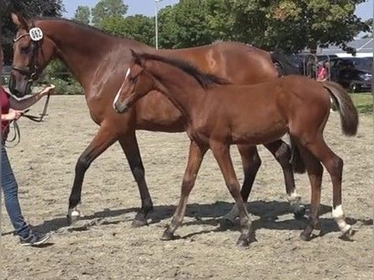 Holstein Stallion Foal (04/2024) Brown in Gudendorf