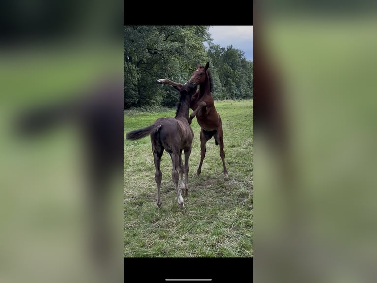 Holstein Stallion Foal (05/2025) Brown in HittbergenHittbergen