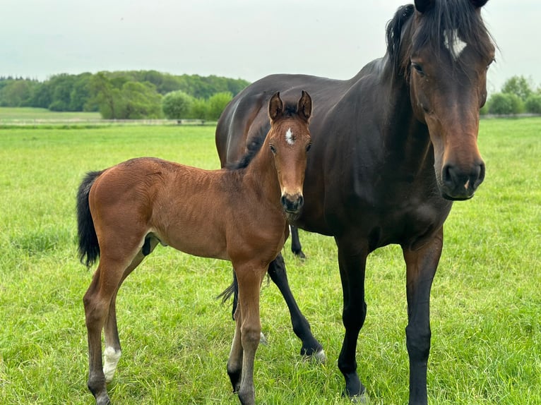 Holstein Stallion Foal (02/2023) Brown in Lübeck