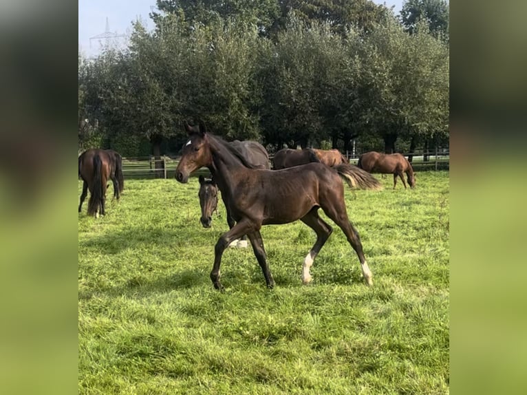 Holstein Stallion Foal (05/2023) Brown in Ratingen