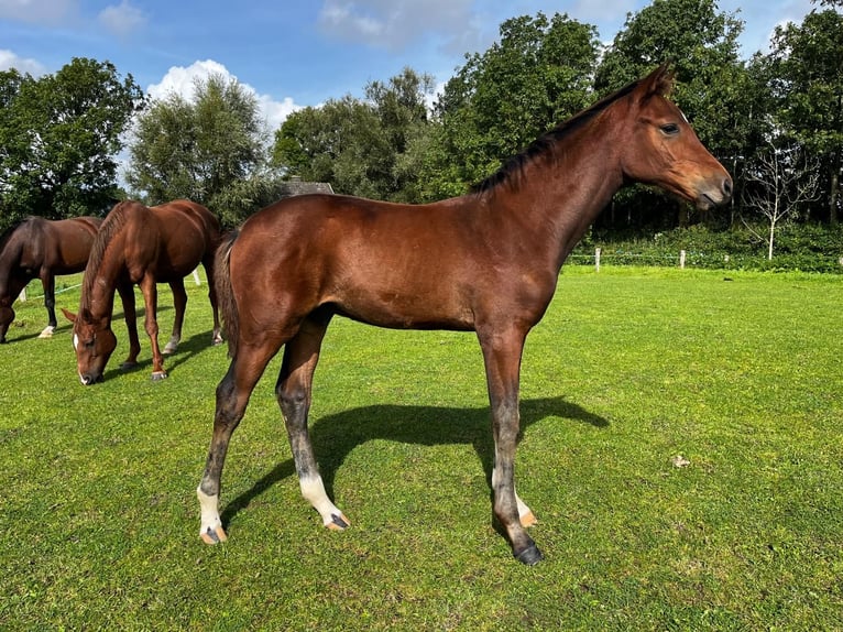 Holstein Stallion  Brown in Wöhrden