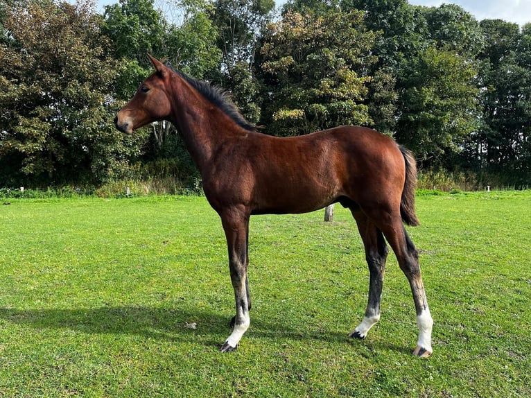 Holstein Stallion  Brown in Wöhrden