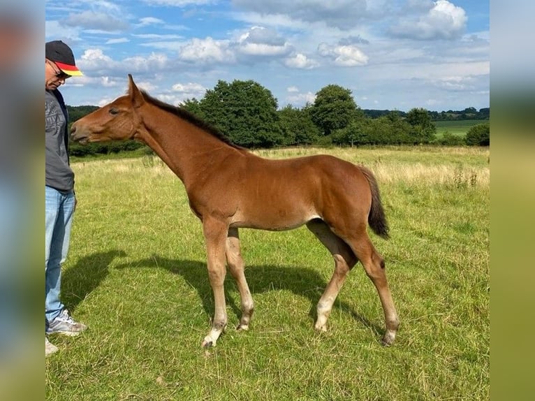 Holstein Stallion Foal (05/2024) Brown in Warder