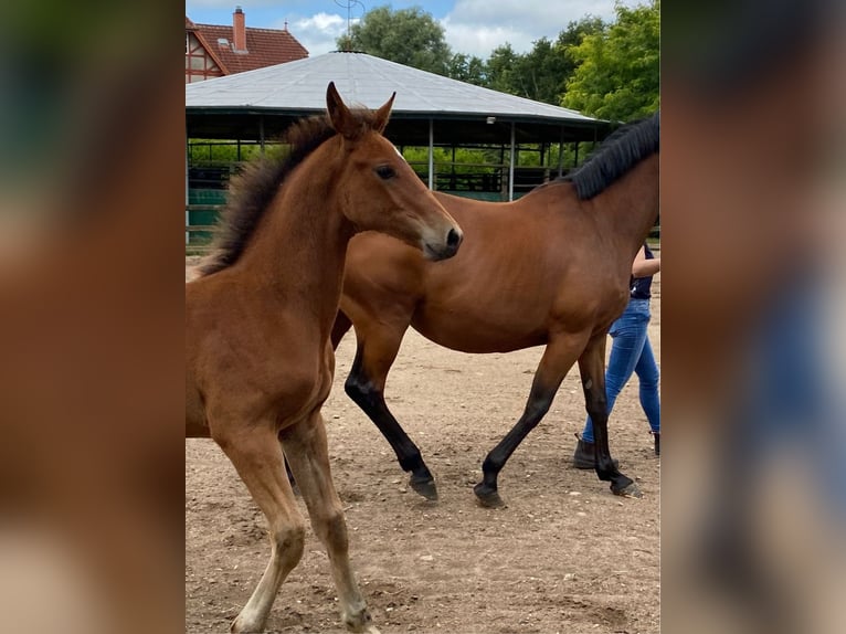 Holstein Stallion Foal (05/2024) Brown in Warder