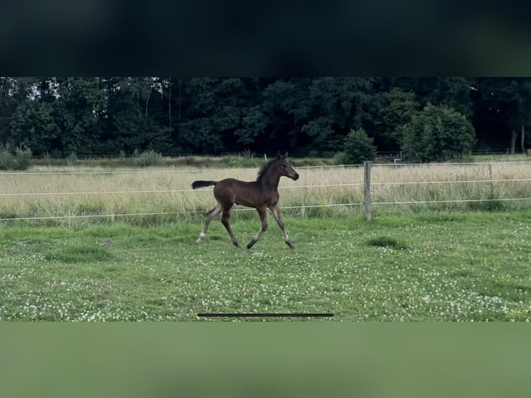 Holstein Stallion  Brown in Westerstede