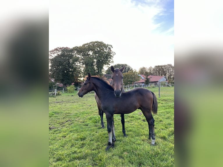 Holstein Stallion  Brown in Westerstede