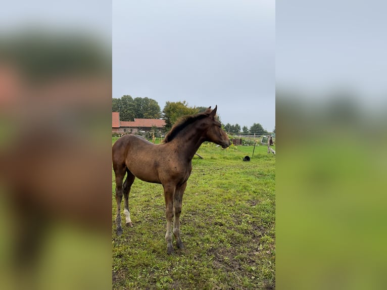 Holstein Stallion  Brown in Westerstede