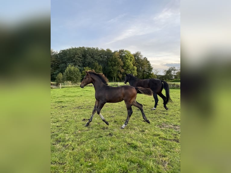 Holstein Stallion  Brown in Westerstede