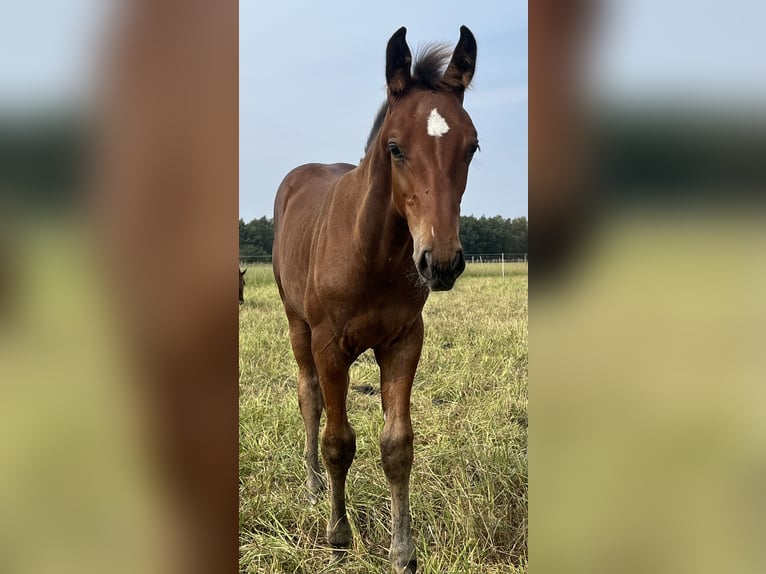 Holstein Stallion Foal (06/2024) Brown in Grande