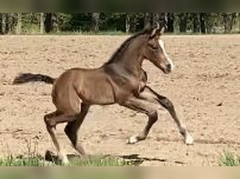 Holstein Stallion  Brown in Greven