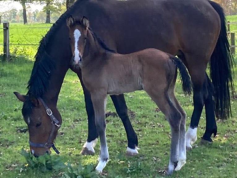Holstein Stallion  Brown in Greven