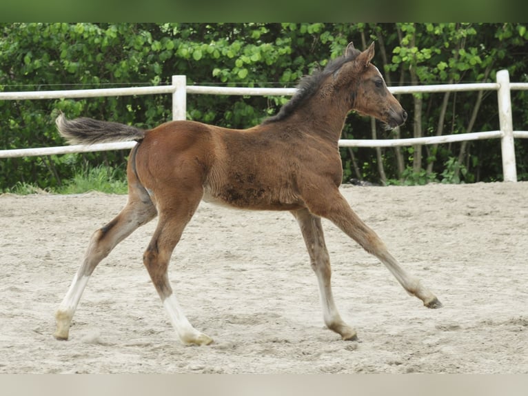 Holstein Stallion  Brown in Gummersbach