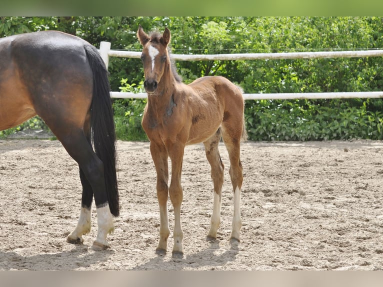 Holstein Stallion  Brown in Gummersbach