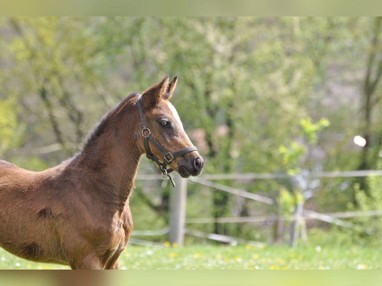 Holstein Stallion  Brown in Gummersbach